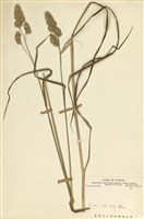 藏品(禾本科)的圖片